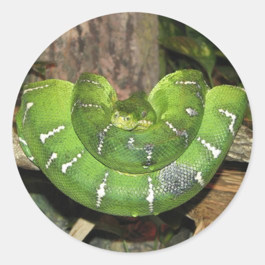 Emerald Tree Boa Snake Sticker (Voorkant)