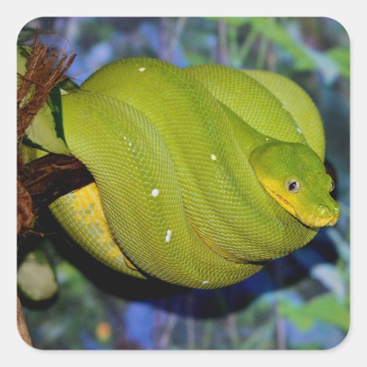 Emerald Tree Boa Snake Vierkante Sticker (Voorkant)