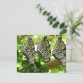 Émergence de la carte postale Cocoons (Debout devant)