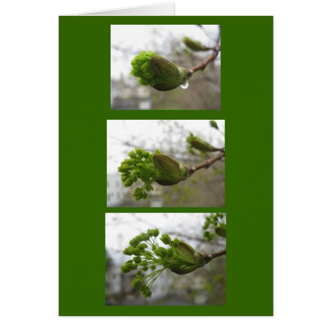 Émergence du printemps (Devant)