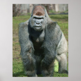 Emerging Strength – Lope the Silverback Poster