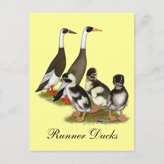 Emery Penciled Runner Duck Family Briefkaart (Voorkant)