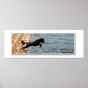 Emma, de Portugese waterhond Poster