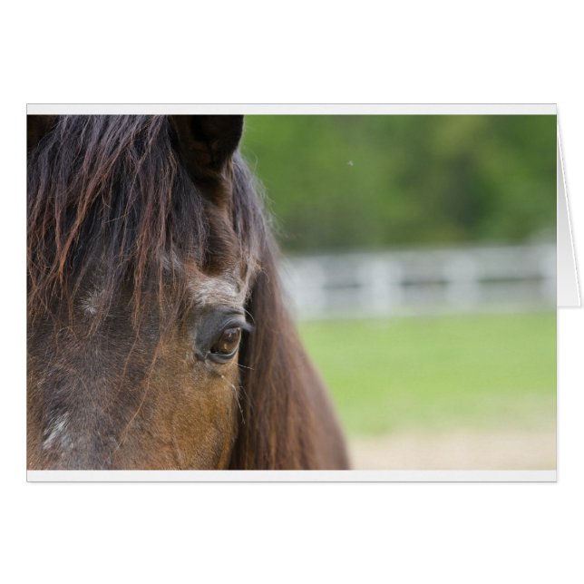 Emma's Eye (Voorkant Horizontaal)