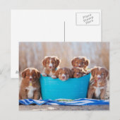 Emmer van de Puppies op het strand Briefkaart (Voorkant / Achterkant)