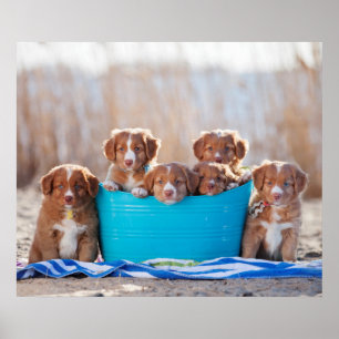 Emmer van de Puppies op het strand Poster