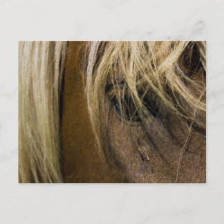 Emotionele paarden briefkaart