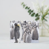 Empereur Penguin avec carte postale Chicks (Debout devant)