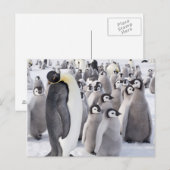 Empereur Penguin avec carte postale Chicks (Devant / Derrière)