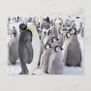 Empereur Penguin avec carte postale Chicks