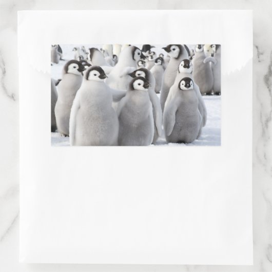 Empereur Penguin Chicks - autocollant (Sac)