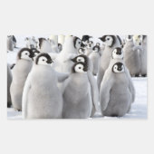 Empereur Penguin Chicks - autocollant (Devant)