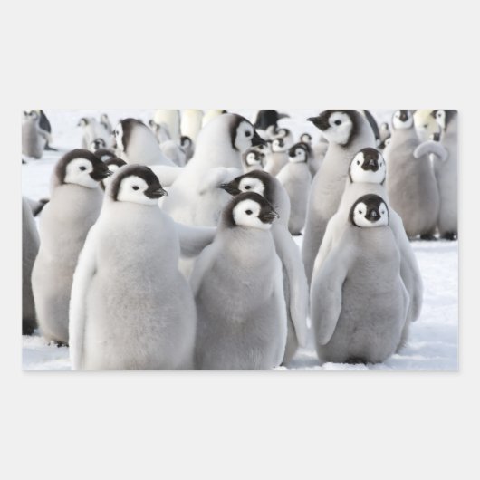 Empereur Penguin Chicks - autocollant (Devant)
