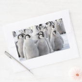 Empereur Penguin Chicks - autocollant (Enveloppe)
