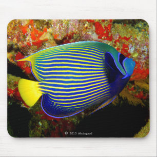 "Emperor Angelfish"の ウ ス パ ド マ,No.01 Muismat