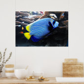 Emperor Angelfish Poster (Keuken)