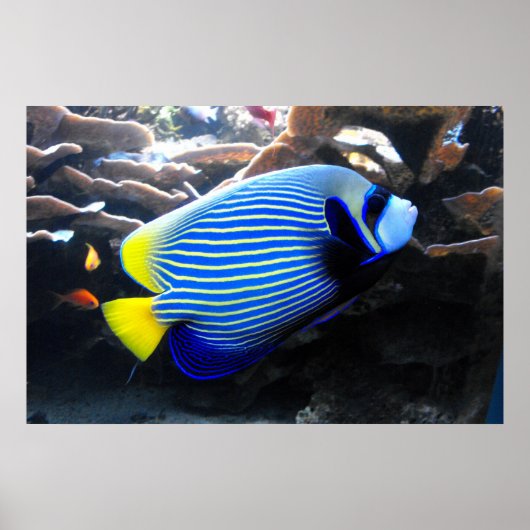 Emperor Angelfish Poster (Voorkant)
