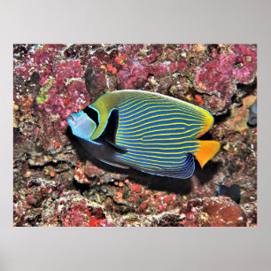 Emperor Angelfish Poster
