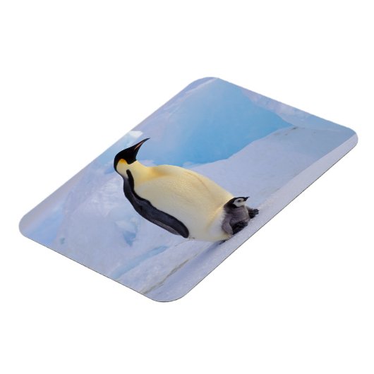 Emperor Penguin | Aptenodyten Magneet (Linkerzijde)