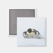 Emperor Penguin (Aptenodytes forsteri) 2 Magneet (Voorkant / Achterkant)