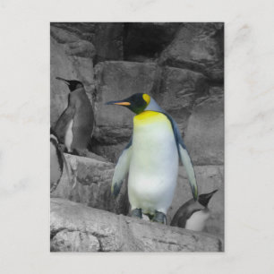Emperor Penguin Briefkaart