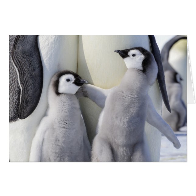 Emperor Penguin Chick (Voorkant Horizontaal)