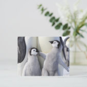 Emperor Penguin Chick Briefkaart (Staand voorkant)
