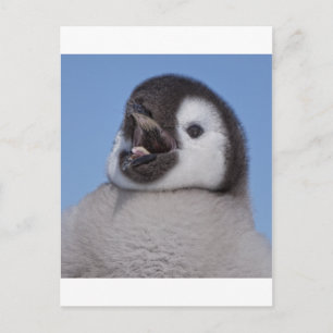 Emperor Penguin Chick Briefkaart