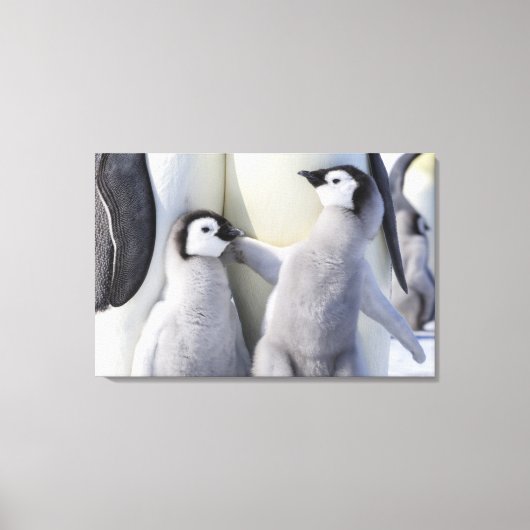 Emperor Penguin Chick Canvas Afdruk (Voorkant)