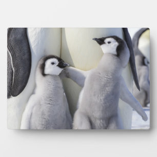 Emperor Penguin Chick Fotoplaat
