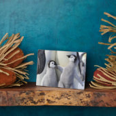 Emperor Penguin Chick Fotoplaat (Zijkant)