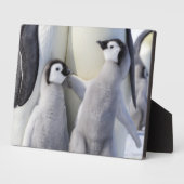 Emperor Penguin Chick Fotoplaat (Zijkant)
