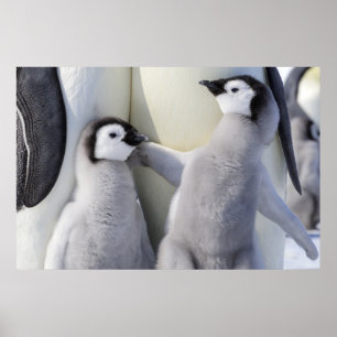 Emperor Penguin Chick Poster