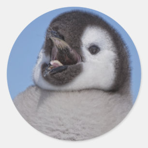 Emperor Penguin Chick Ronde Sticker