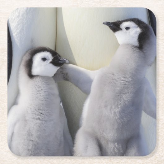 Emperor Penguin Chick Vierkante Kartonnen Onderzetter (Voorkant)