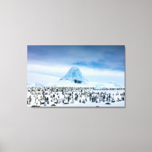 Emperor Penguin Colony Canvas Afdruk (Voorkant)