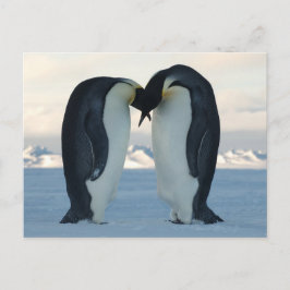 Emperor Penguin Courtship Briefkaart