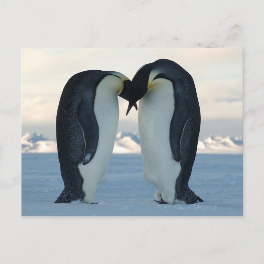 Emperor Penguin Courtship Briefkaart (Voorkant)