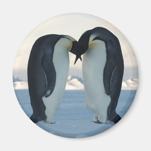 Emperor Penguin Courtship Magneet (Voorkant)