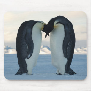 Emperor Penguin Courtship Muismat