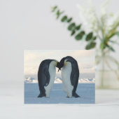 Emperor Penguin Kiss - Briefkaart (Staand voorkant)