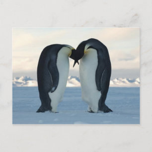 Emperor Penguin Kiss - Briefkaart