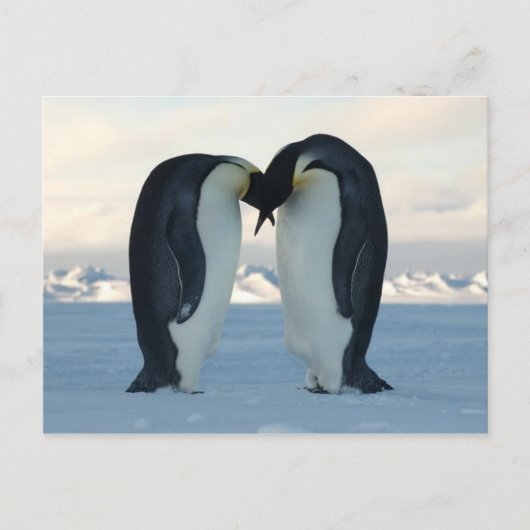 Emperor Penguin Kiss - Briefkaart (Voorkant)