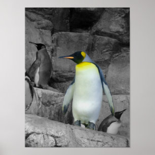 Emperor Penguin Poster