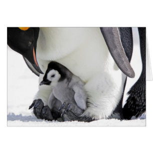 Emperor Penguin   Snow Hill Island