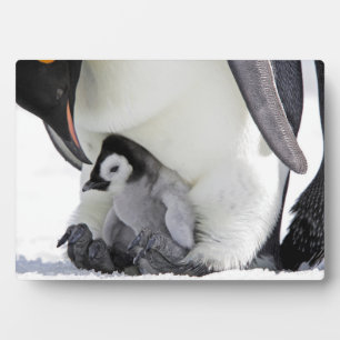 Emperor Penguin Snow Hill Island Fotoplaat