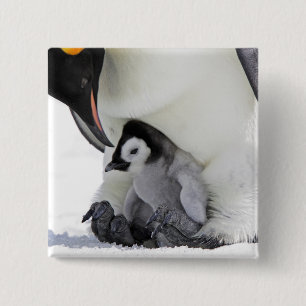 Emperor Penguin Snow Hill Island Vierkante Button 5,1 Cm