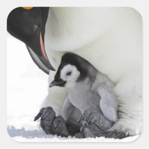 Emperor Penguin   Snow Hill Island Vierkante Sticker