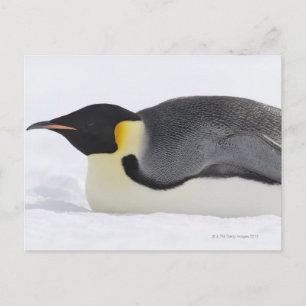 Emperor Penguin, Snow Hill Island, Weddell Zee Briefkaart