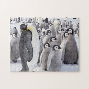 Emperor Penguin volwassen met kuikens Legpuzzel